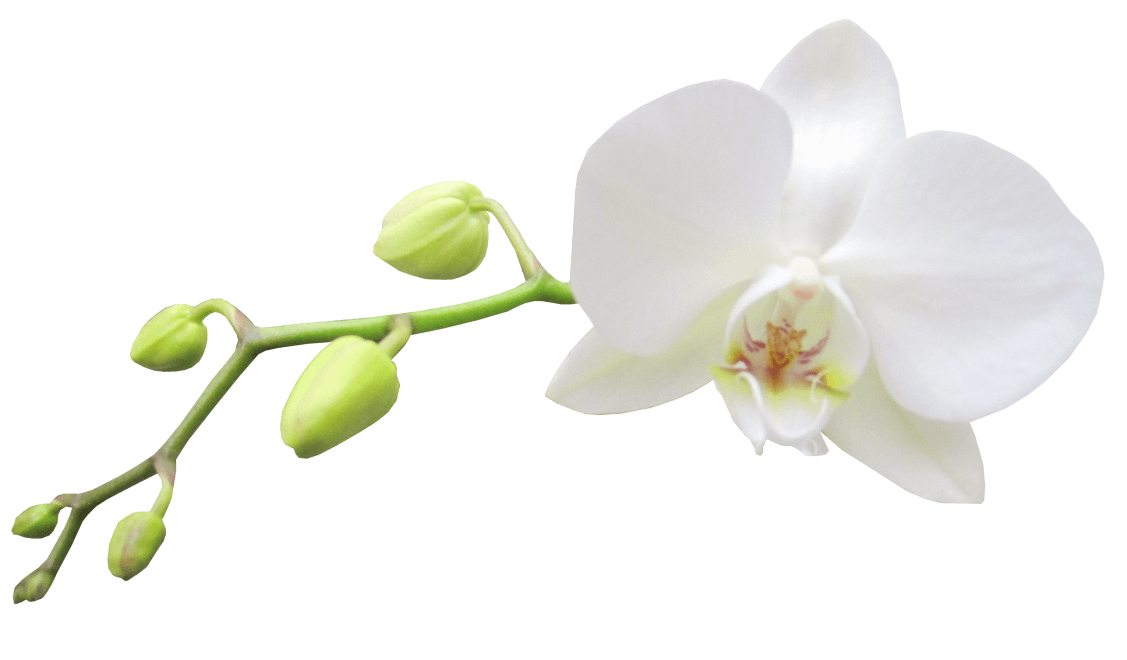 orquidea orquidea