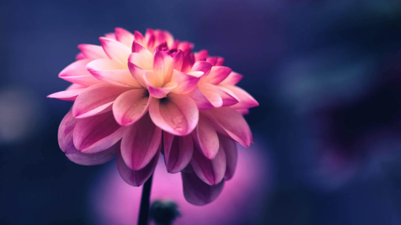 tj-holowaychuk-iGrsa9rL11o-unsplash tj-holowaychuk-iGrsa9rL11o-unsplash